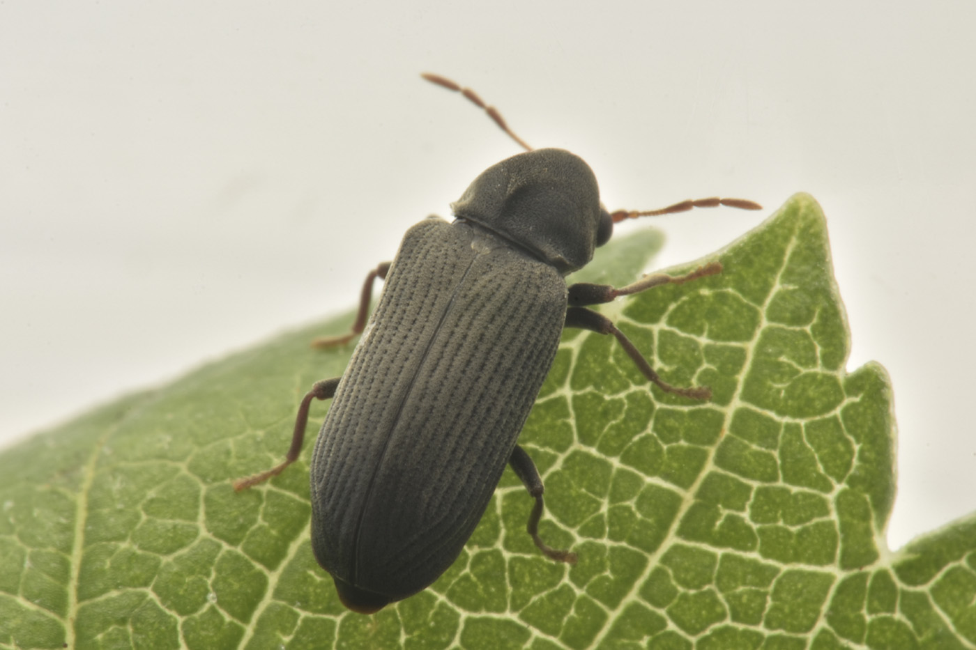Anobiidae: Anobium punctatum? Forse Hemicoelus cfr. fulvicornis e  Anobium cfr. punctatum